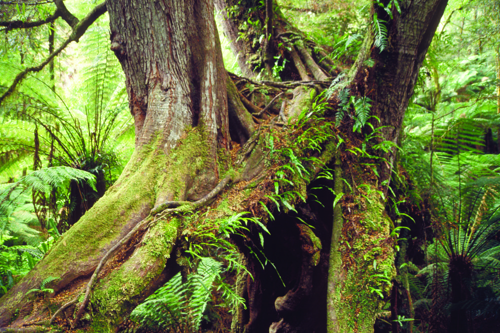 Mossy Roots