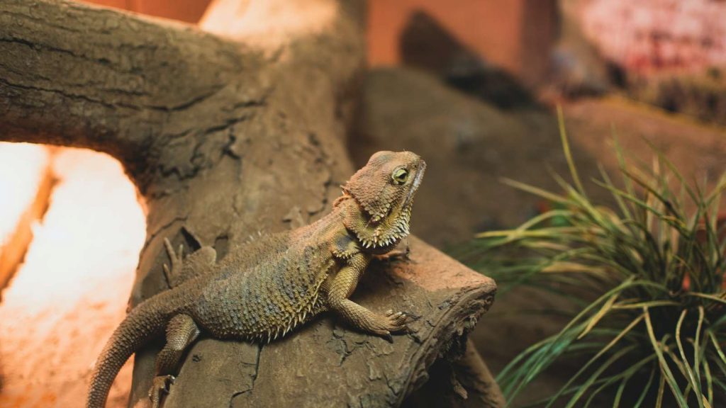 Bearded Dragon on a log in a reptile enclosure