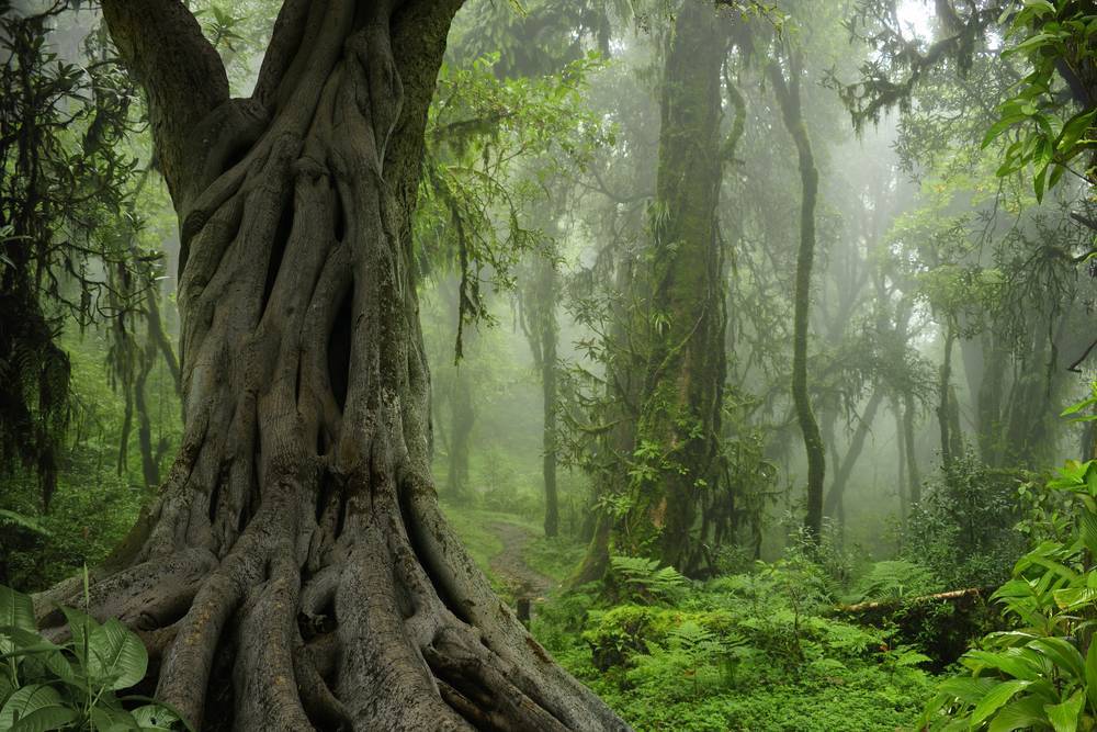Asian Forest