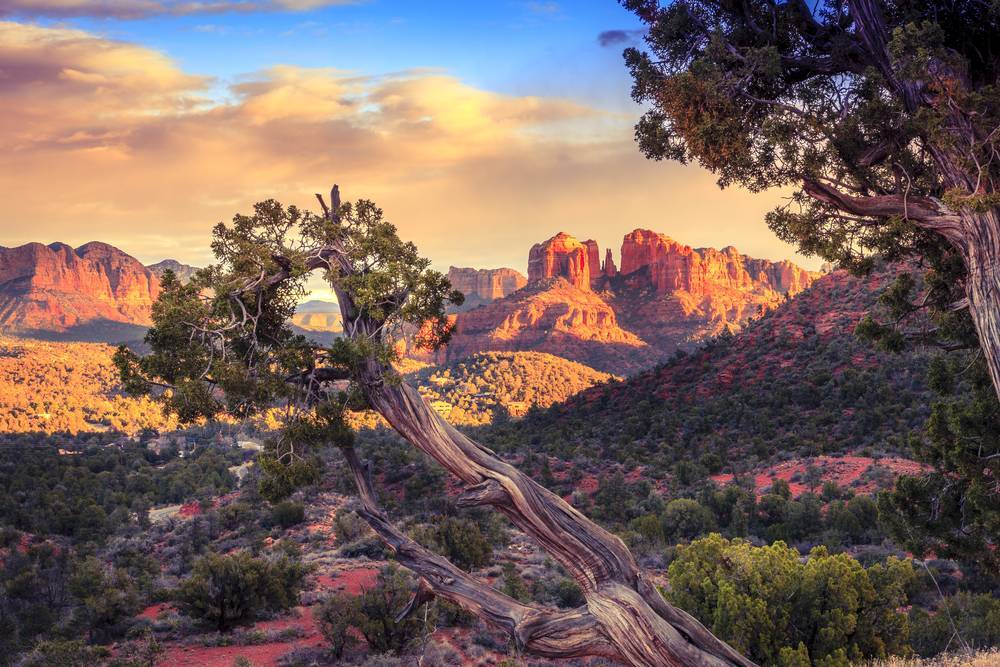 Desert Trees
