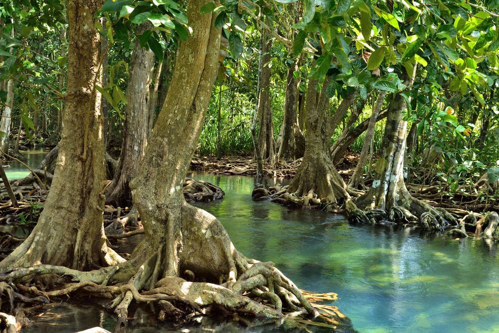 Flooded Forest