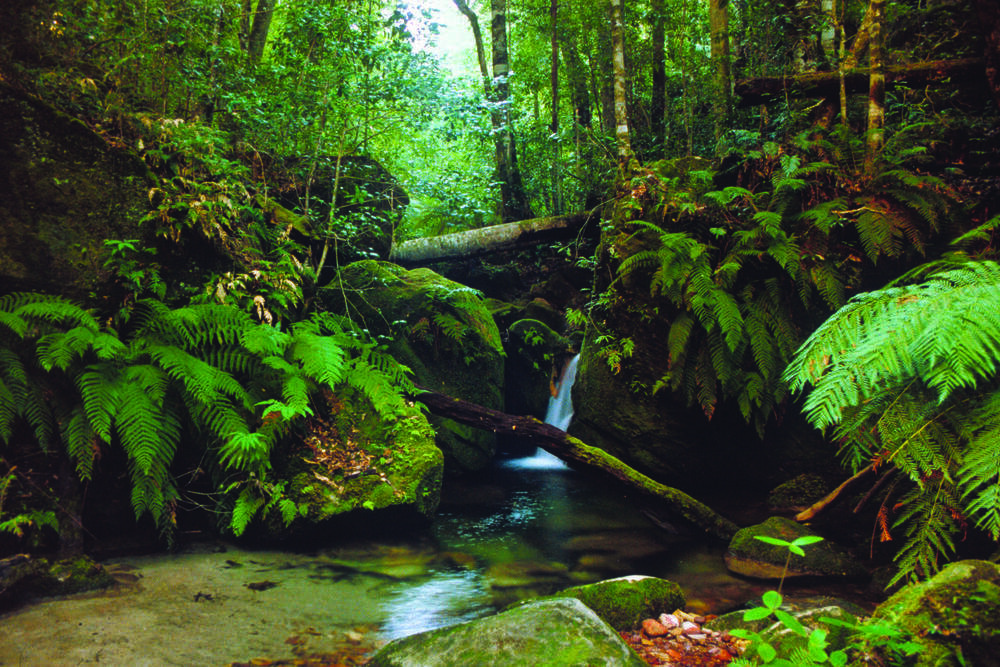 Rainforest Creek
