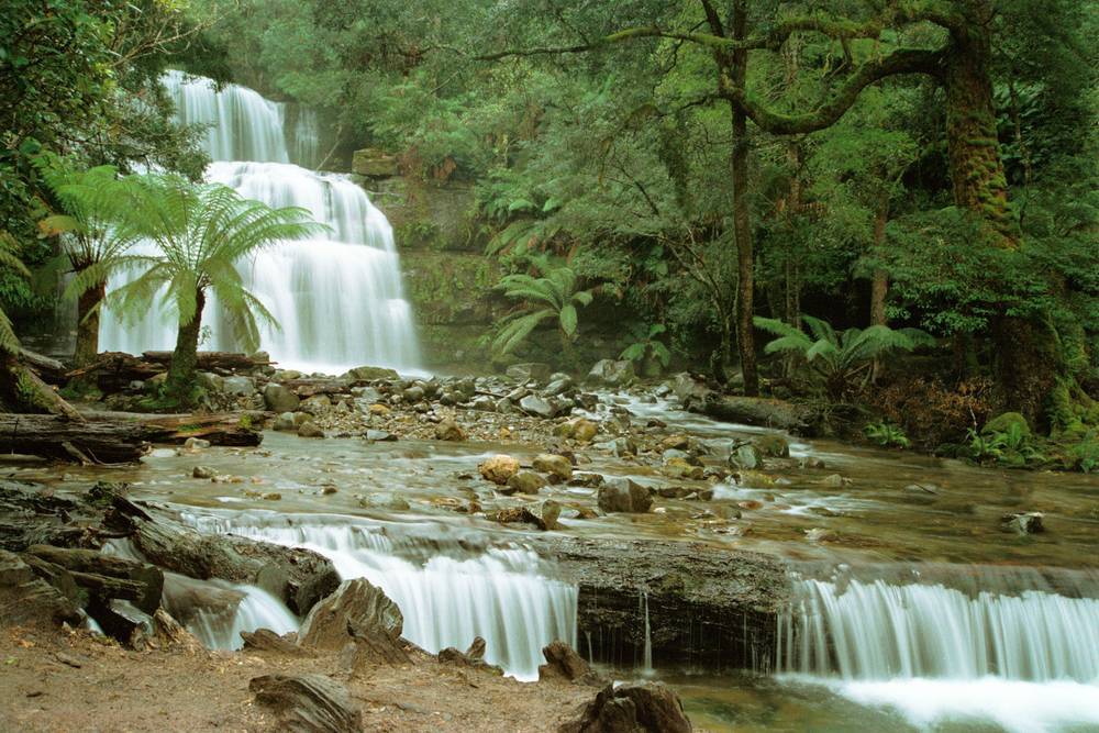 Tropical Landscape