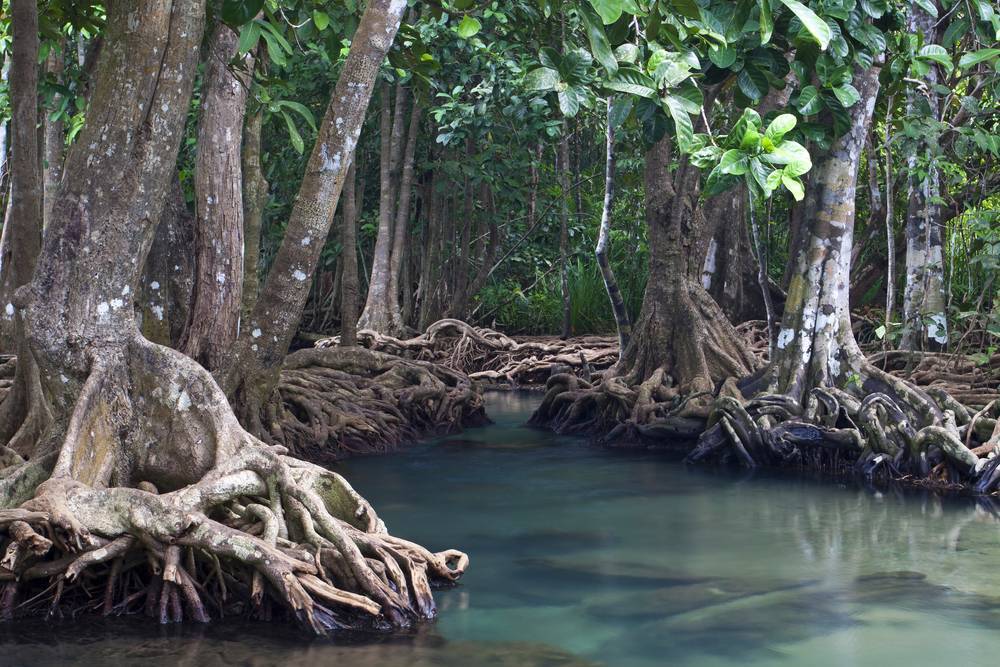Water Alcove