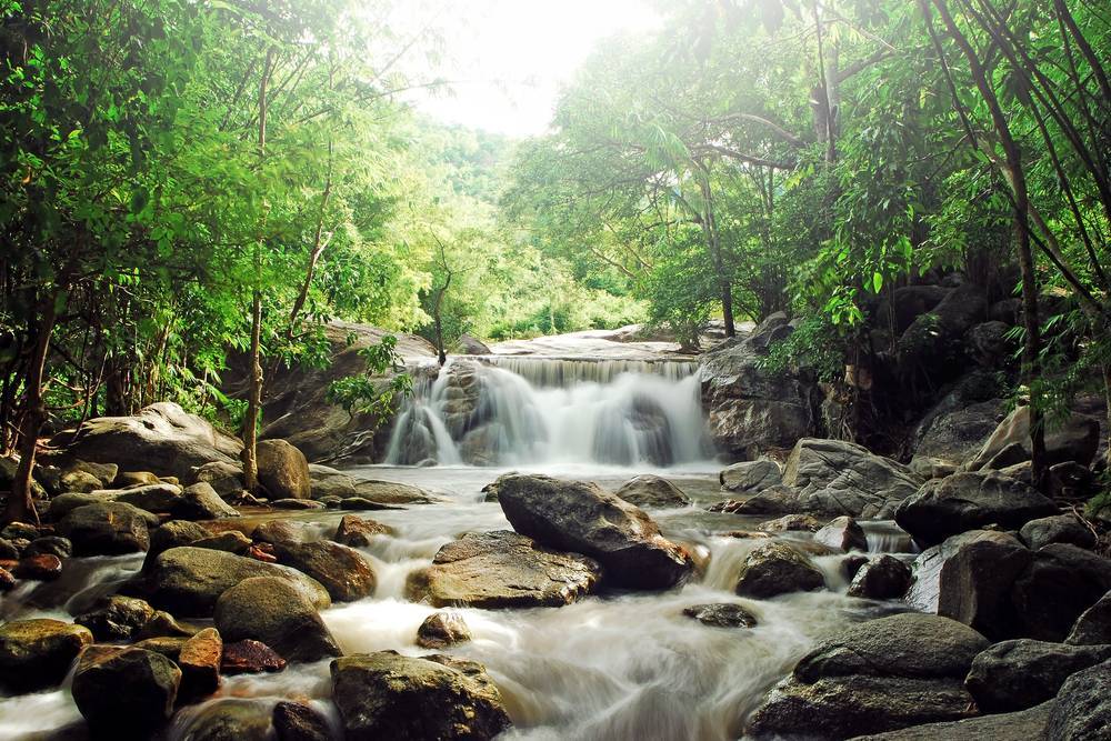 Waterfall Forest
