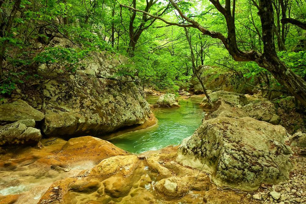 Wooded Creek