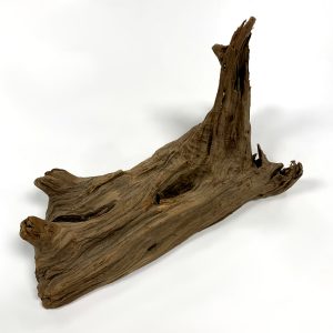 Cedar Root