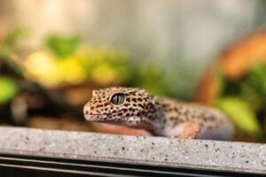 leopard gecko looking outside of its Vision Cage