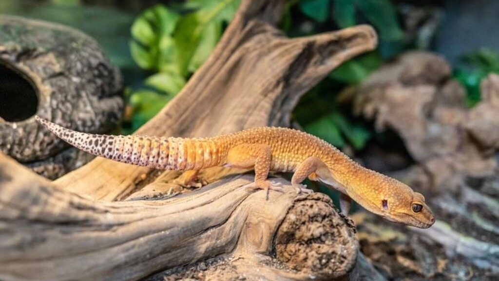 leopard gecko walking over a tree branch in its cage