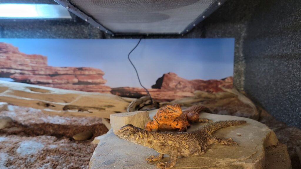 uromastyx under a heath source