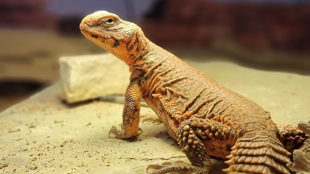 uromastyx under temperature regulating heat lamp