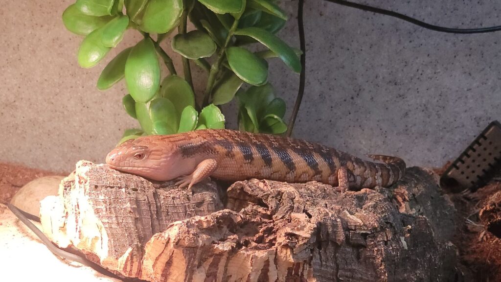 blue tongue skink basking on rock
