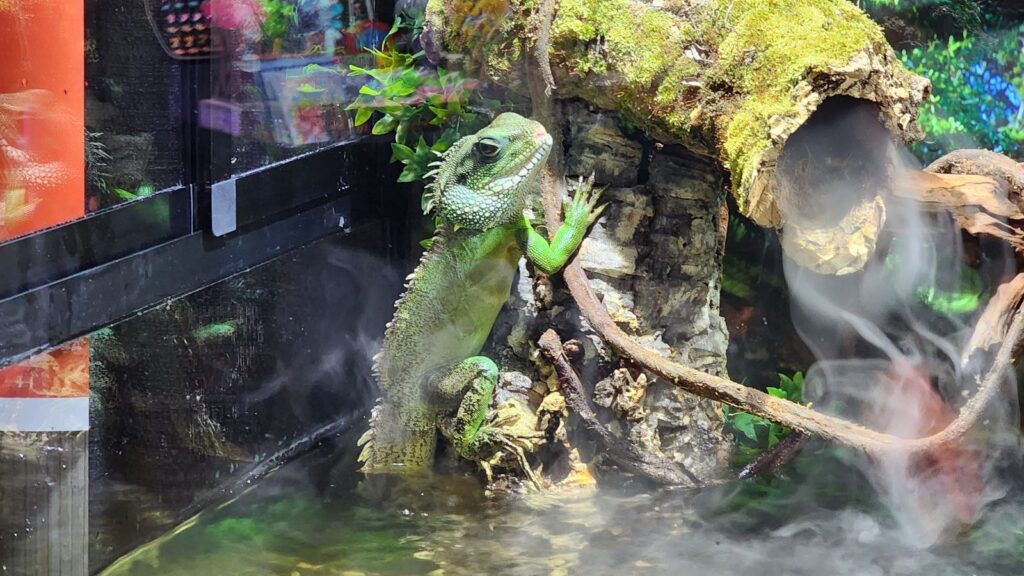 green chinese water dragon climbing out of the water of his enclosure