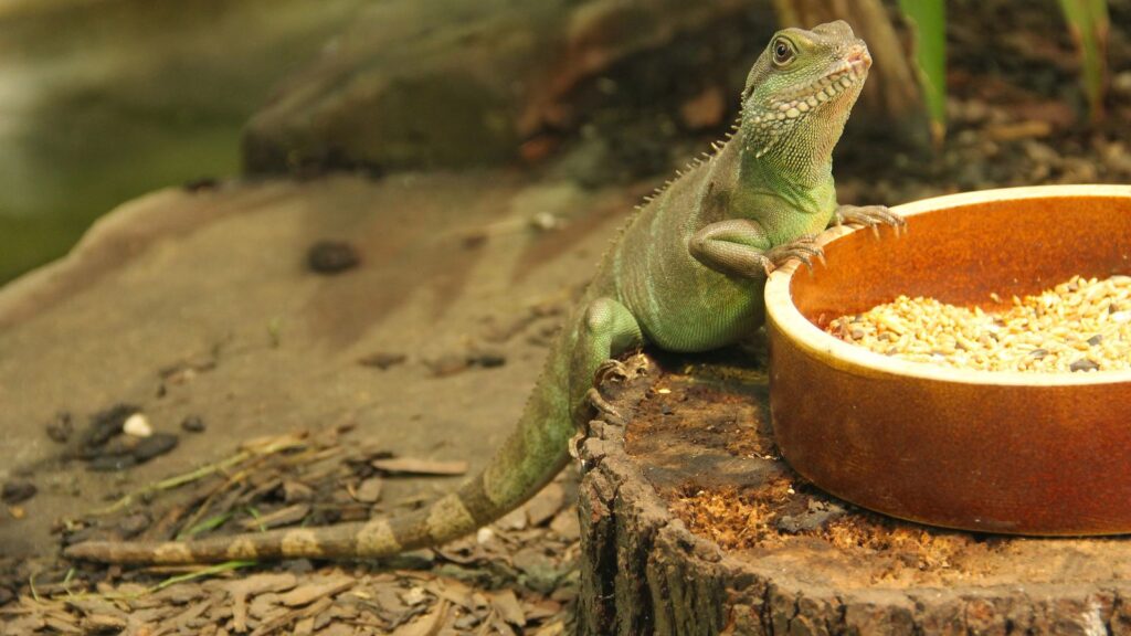 chinese water dragon eating from its bowl