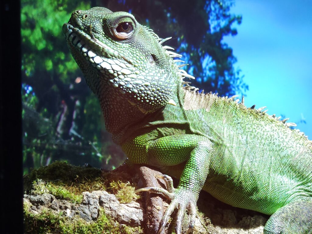 close up of a green chinese water dragon