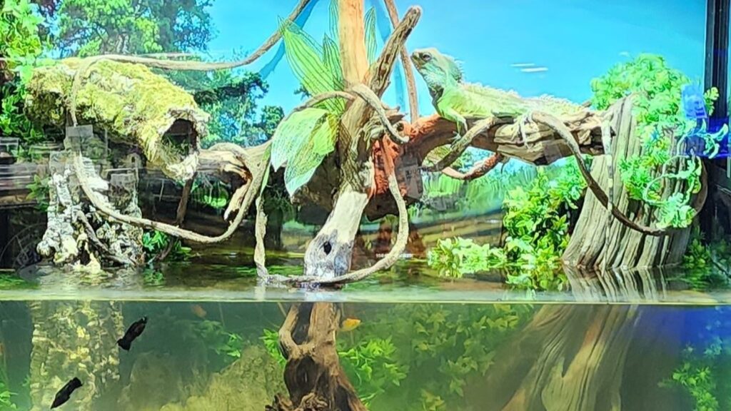 view of a water dragon's amphibious enclosure with water and elevated decor