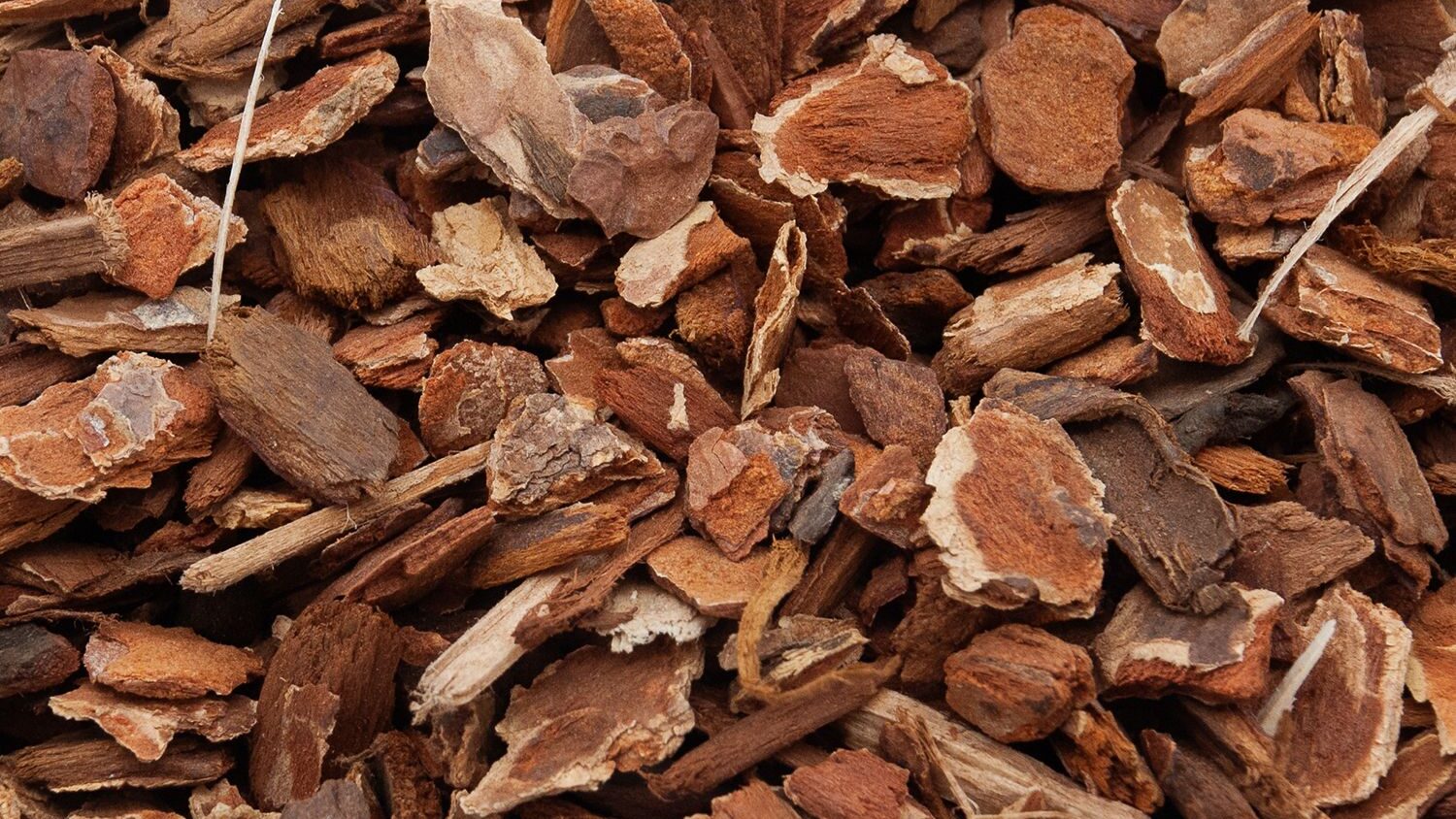 Reptile Bark Close-up