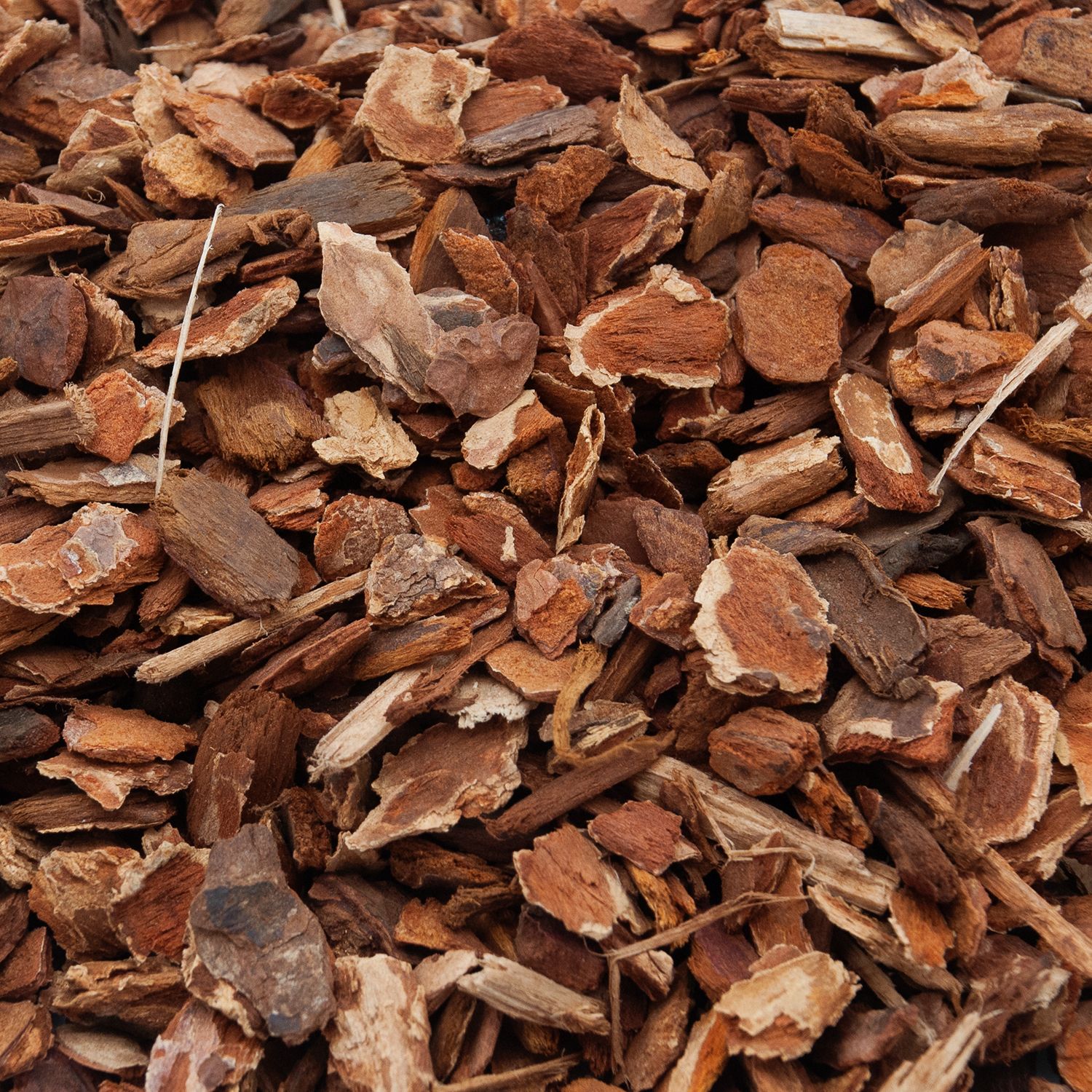 Reptile Bark Close-up