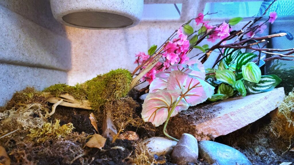 bioactive enclosure with colorful plants and decor