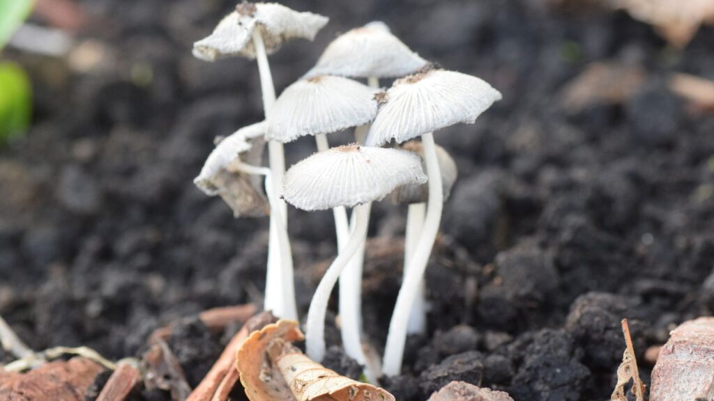white mushroom fungus growing in soil