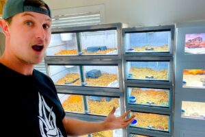 Vision Cages - Huge Zoo Update (9 New Venomous Snake Setups)