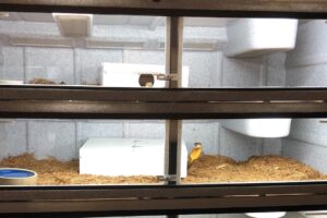 Large Vision Cage Lighting and Heating! - Will Nace