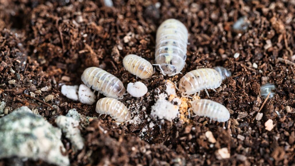 microfauna eating off soil