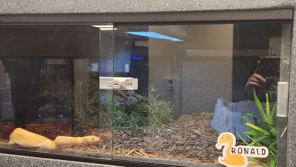 Vision Cages for Ball Pythons