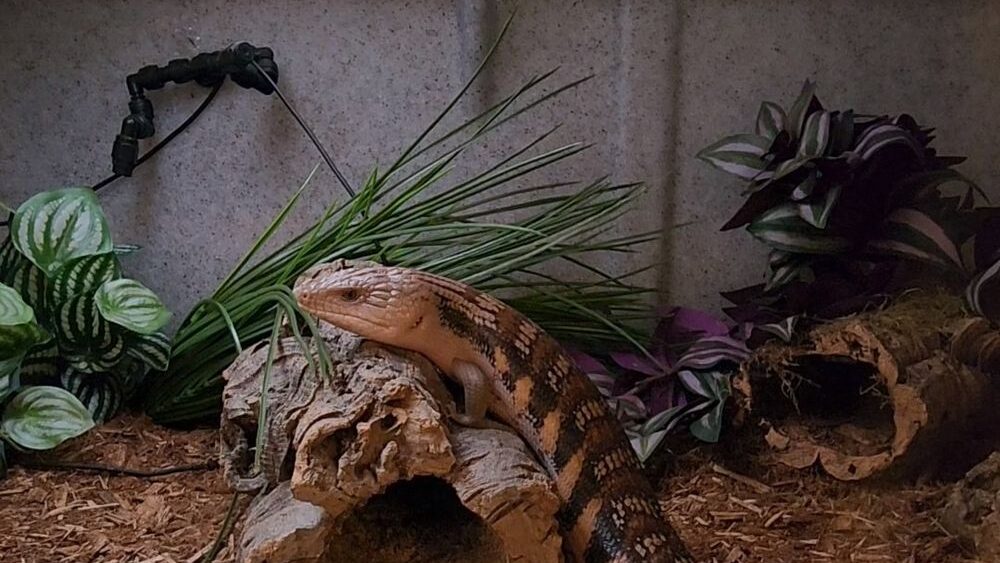 Vision Reptile Cage for Blue-tongued Skink