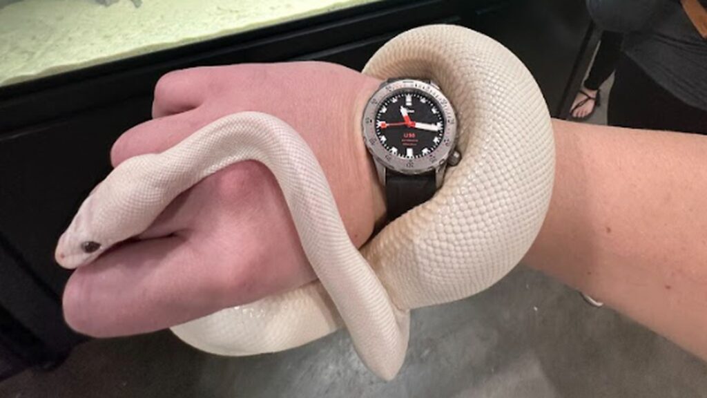 corn snake being held by his handler