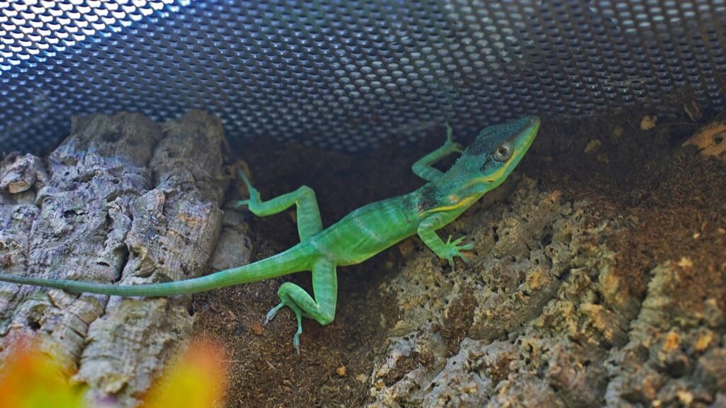 small green anole walking around the enclosure