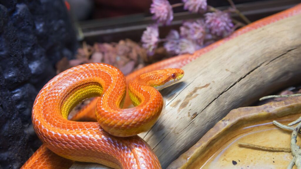 corn snake on a log
