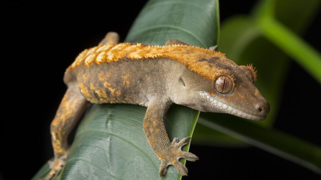 small reptile pet crested gecko on a leaf