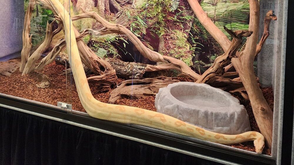 Vision Cages for Large Snakes
