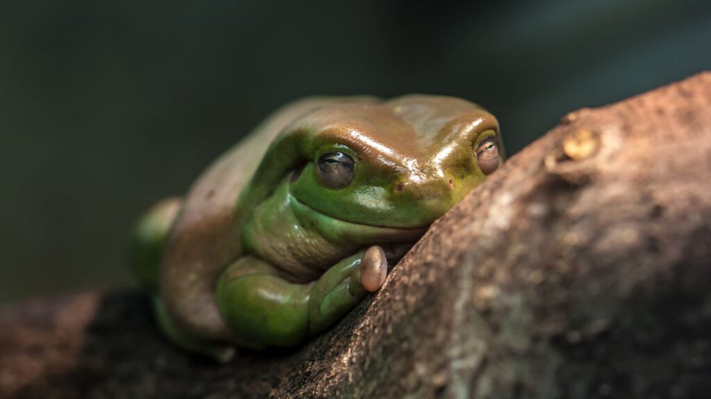 white's tree frog sleeping on a tree branch