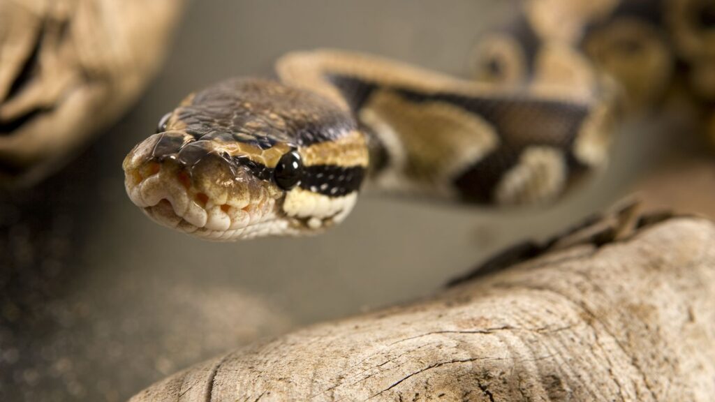 close up of a ball python