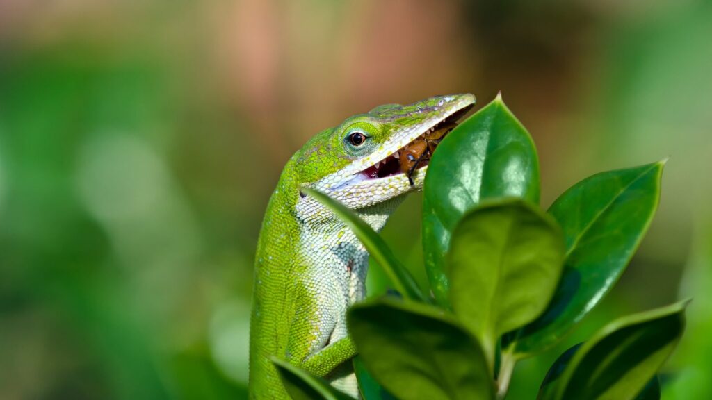 green anole eating an insect