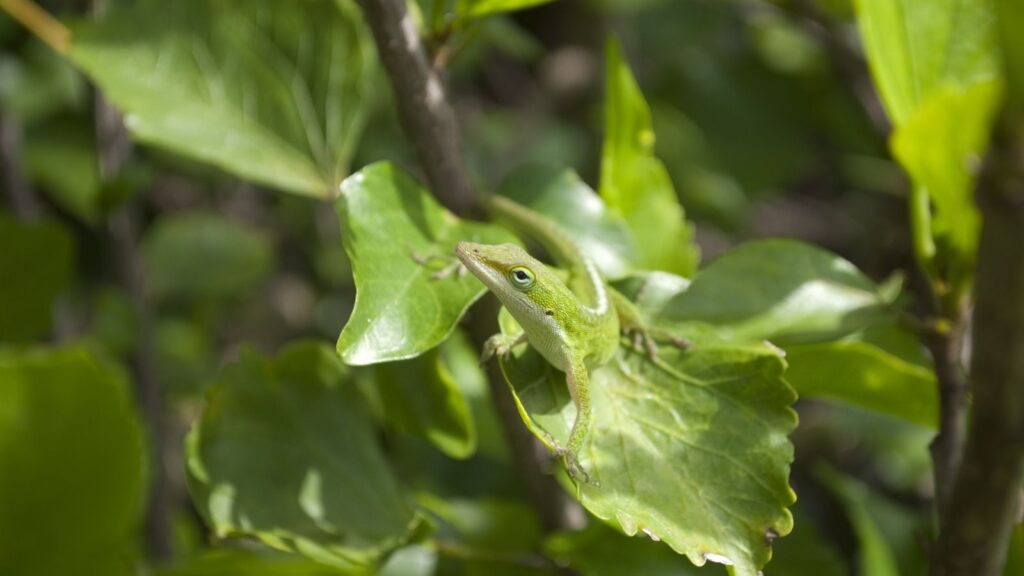 green anole sitting on a leaf