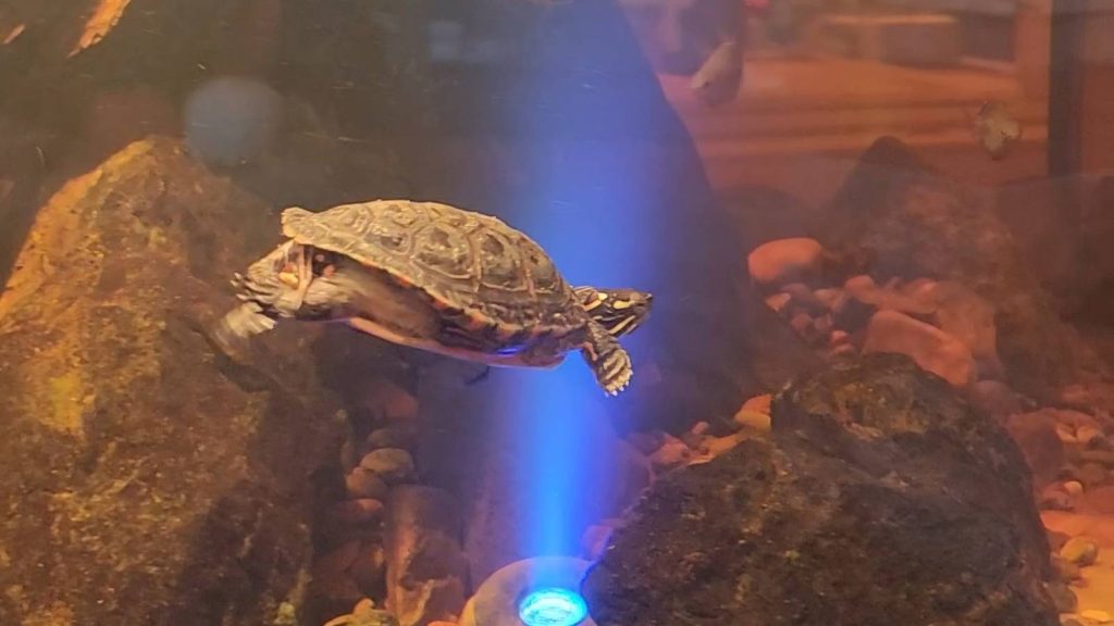 turtle swimming in a custom aquarium